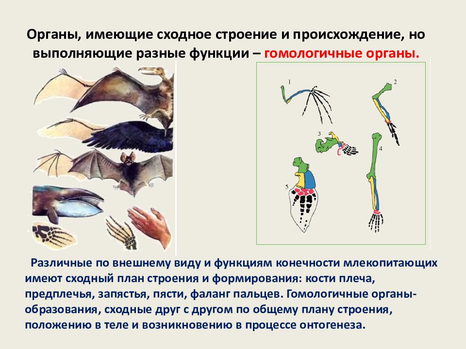 Органы имеющие единое происхождение общий план строения но выполняющие разные функции называются