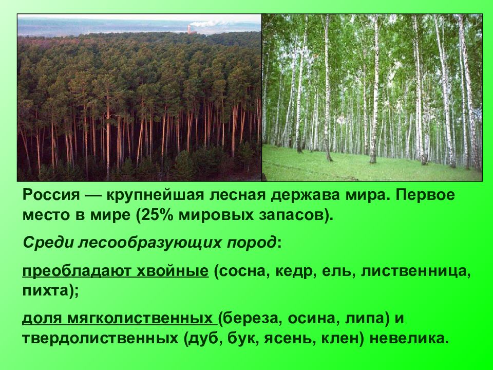 Презентация на тему лесная промышленность россии