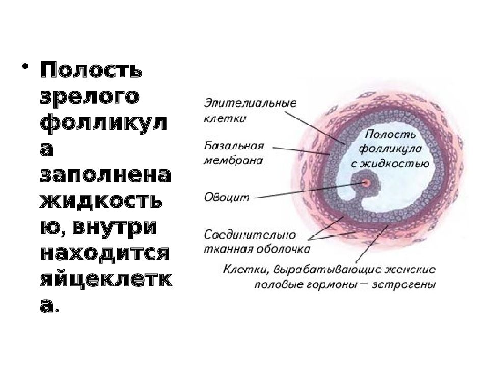 Полость тела заполнена жидкостью. Строение многослойного фолликула. Строение зрелого фолликула-граафов пузырёк. Строение третичного фолликула зрелый фолликул. Граафов пузырек строение.