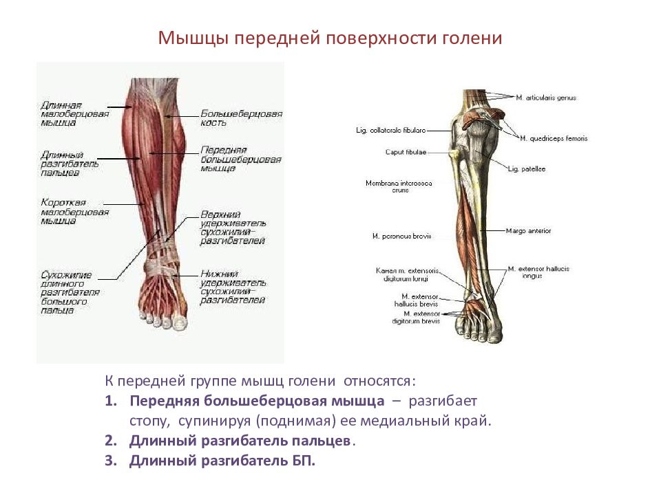 Группы мышц голени. Передняя группа мышц голени разгибатели. Анатомия мышц голени передняя группа. Мышцы супинирующие голень. Большеберцовая мышца голени.