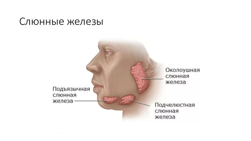 Слюнные железы где находятся у человека схема расположения женщин фото