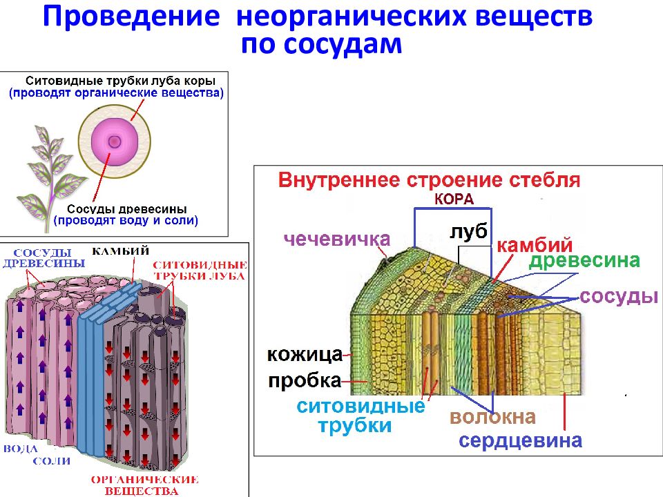 Жизнедеятельность растений