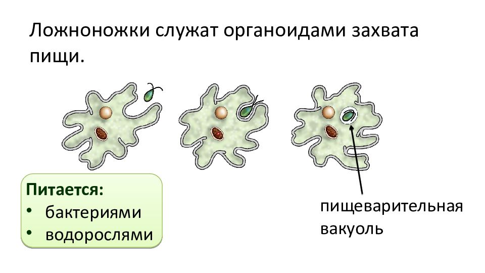 Амеба форма тела. Пищеварительные вакуоли амебы. Пищеварительная вакуоль амебы функции. Простейшие поедают бактерий. Дыхание корненожек.