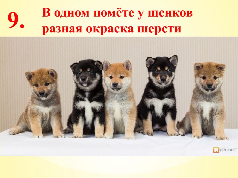 Экспресс-тест 1-й вариант 1. Случайное расхождение гомологичных хромосом при
