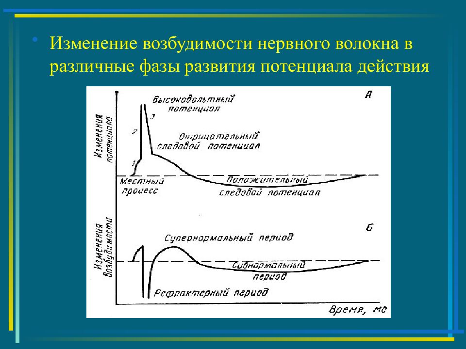 Схема изменения возбудимости сердца в различные фазы кардиоцикла