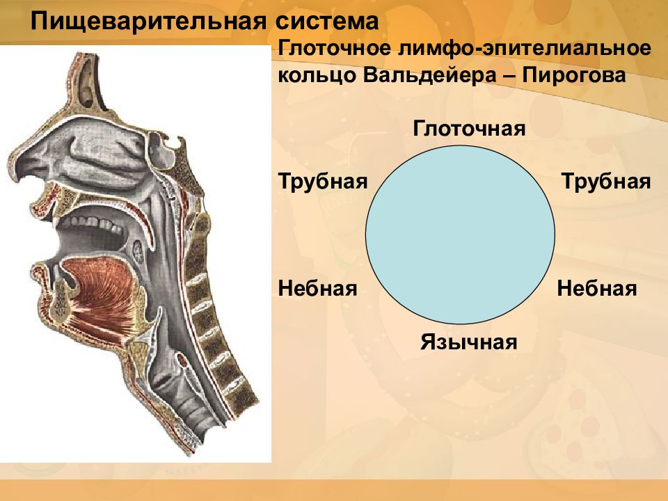 Миндалины глоточного кольца рисунок