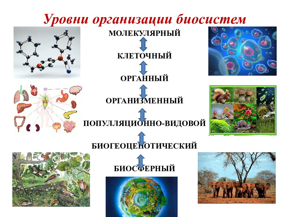 Биогеоценотического уровня организации живого. Уровни организации биосистем. Биосферный и биогеоценотический уровень. Примеры биосистем. Биологические системы картинки.