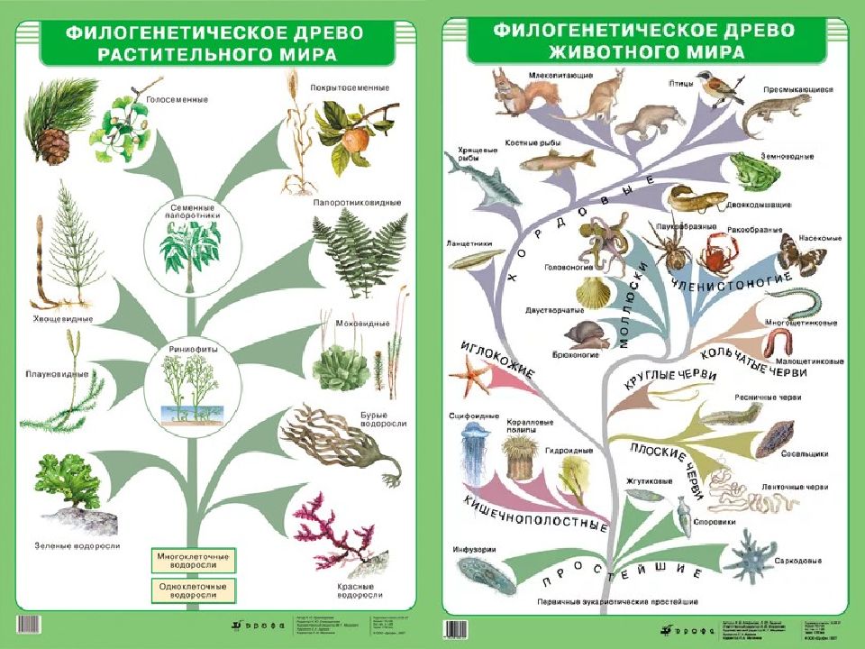 Схема эволюционного древа. Филогенетическое Древо растений и животных. Филогенетическое Древо организмов.