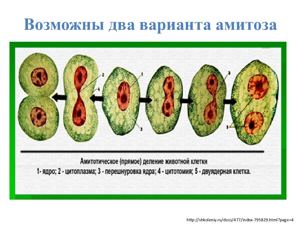 Амитозом делятся. Основные этапы амитотического деления клеток. Амитоз этапы деления. Деление клеток: митоз, амитоз, эндомитоз, политения.. Амитоз прямое деление.