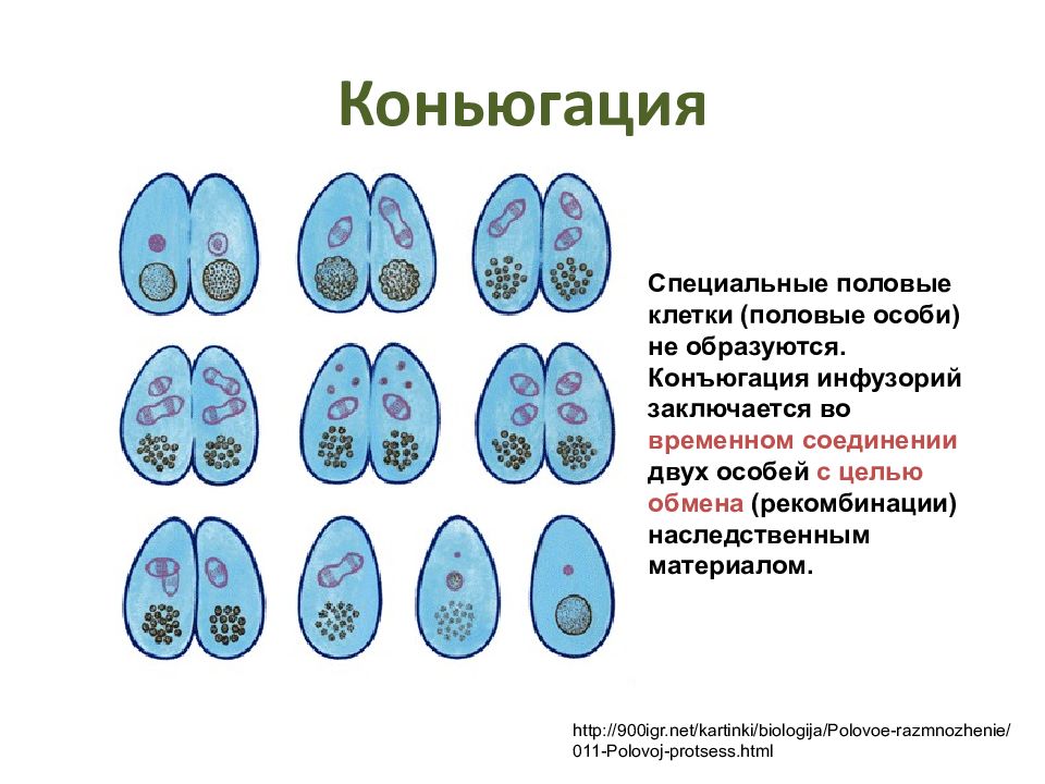 Конъюгация инфузорий. Иллюстрация этапов конъюгации инфузорий. Размножение инфузорий конъюгация. Размножение инфузории туфельки биология. Размножение инфузории туфельки конъюгация.