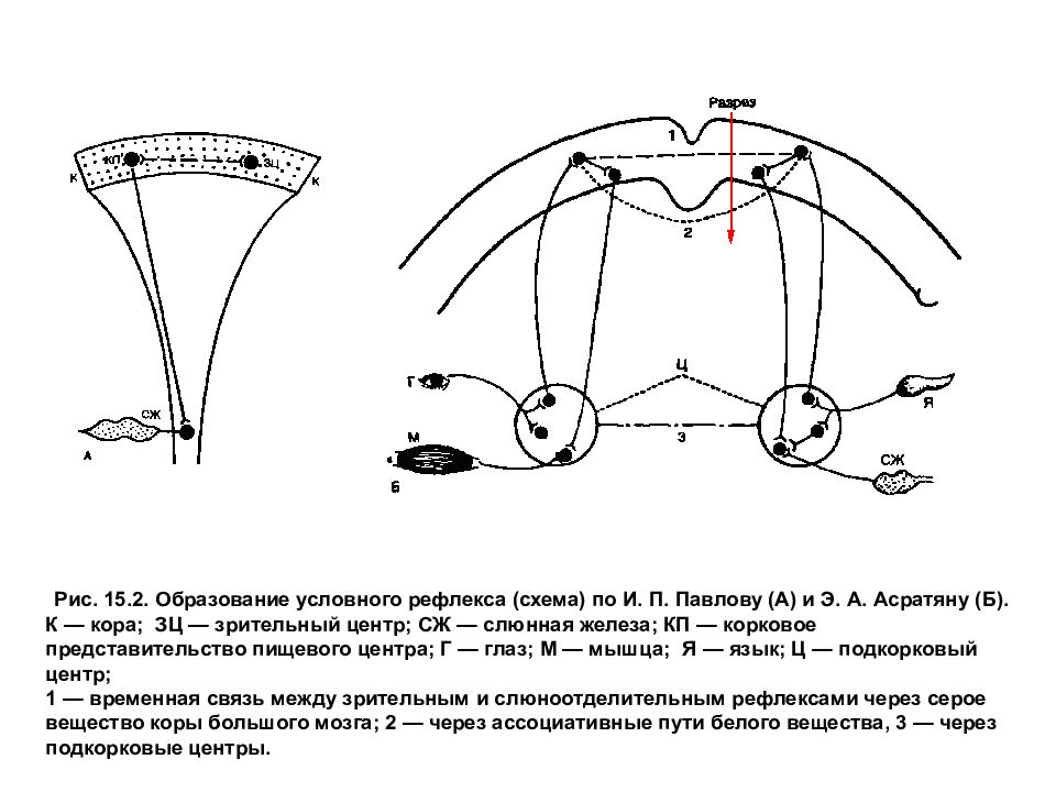 Условной пищевой. Схема образования условного рефлекса. Схема формирования условного рефлекса и.п.Павлова. Схема образования дуги условного рефлекса. Схема формирования условного рефлекса Павлов.