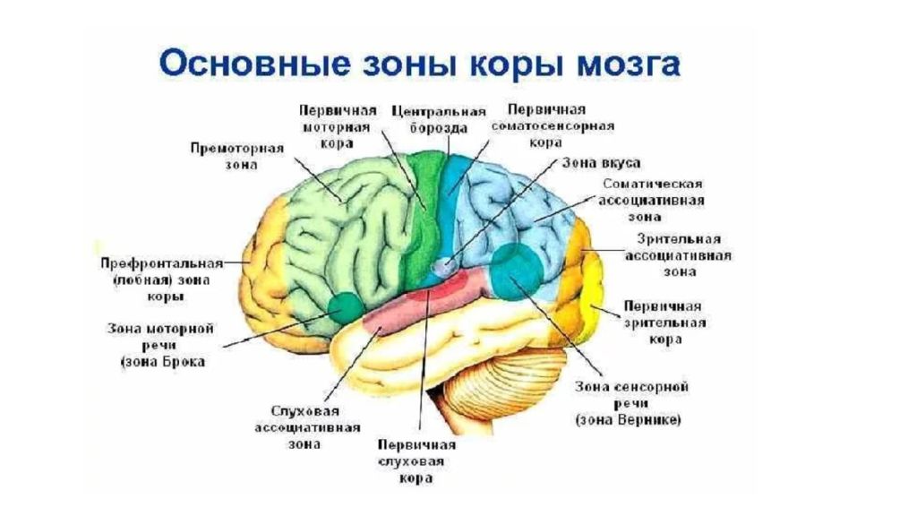 Доли переднего мозга функции. Функциональные зоны коры головного мозга. Топография зон коры головного мозга.