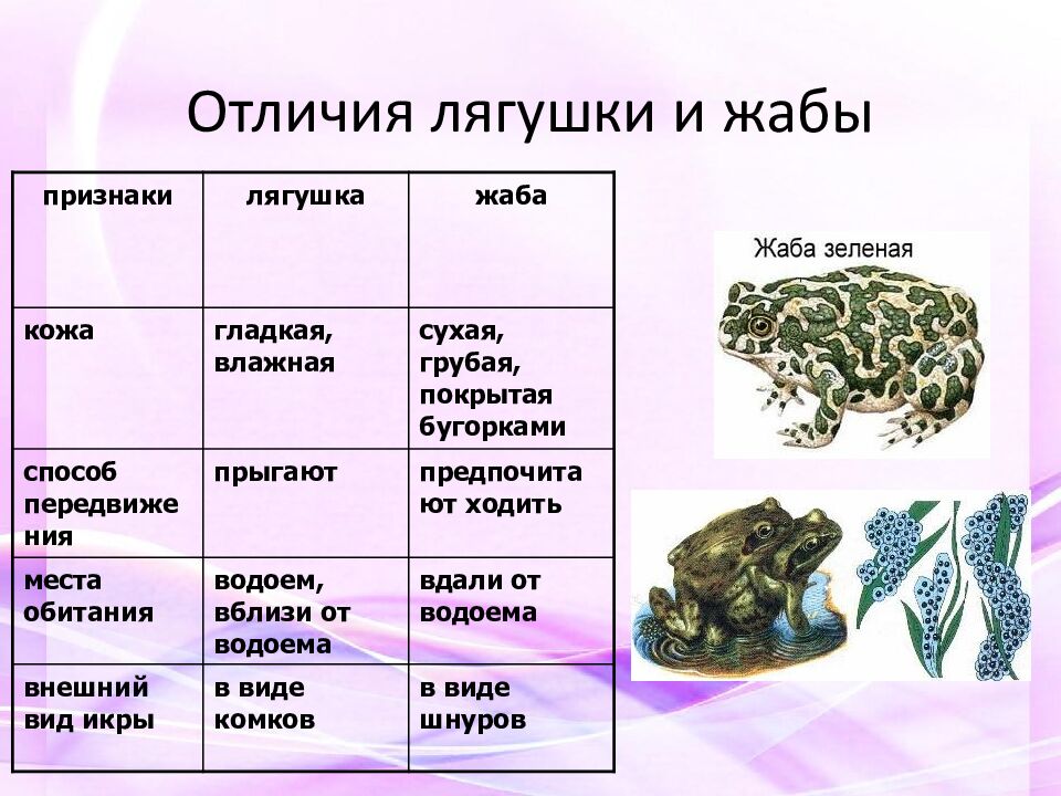 Отличия лягушки и жабы