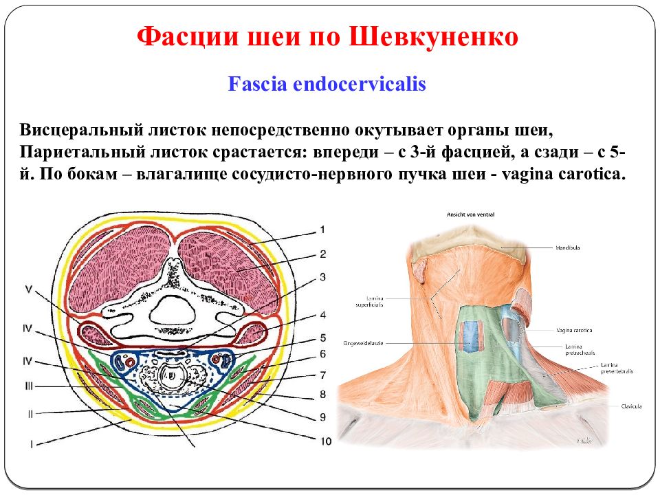 Фасции шеи схема