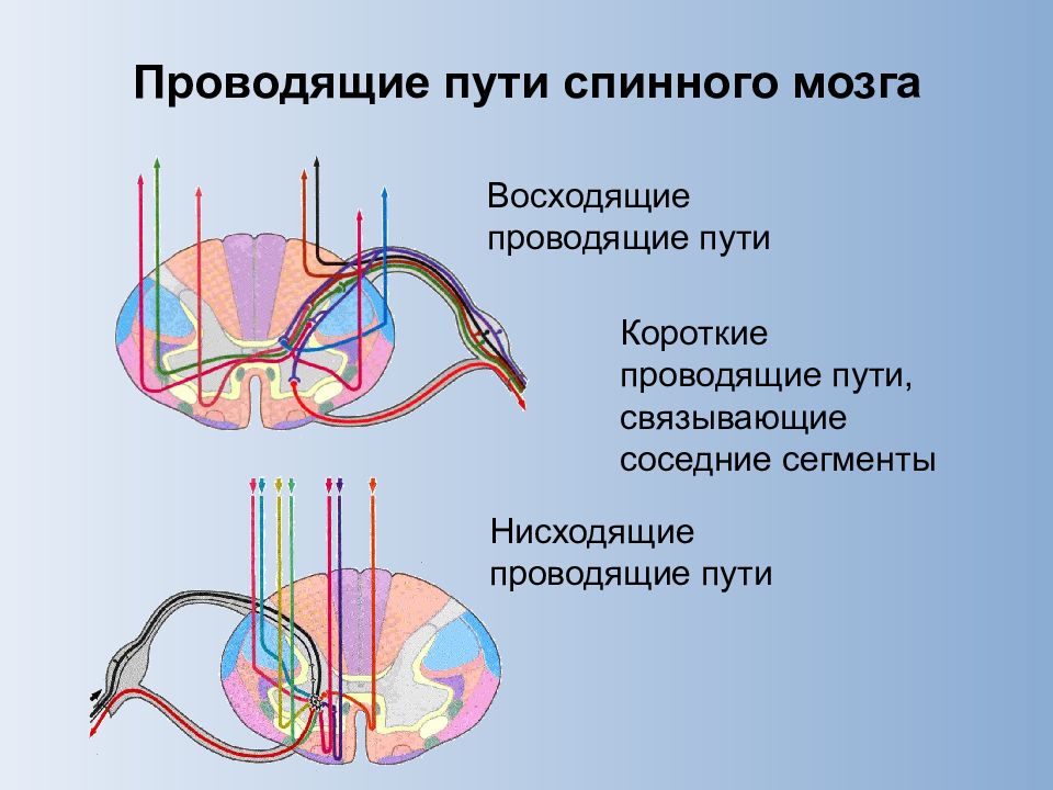 Схема восходящих и нисходящих путей спинного мозга