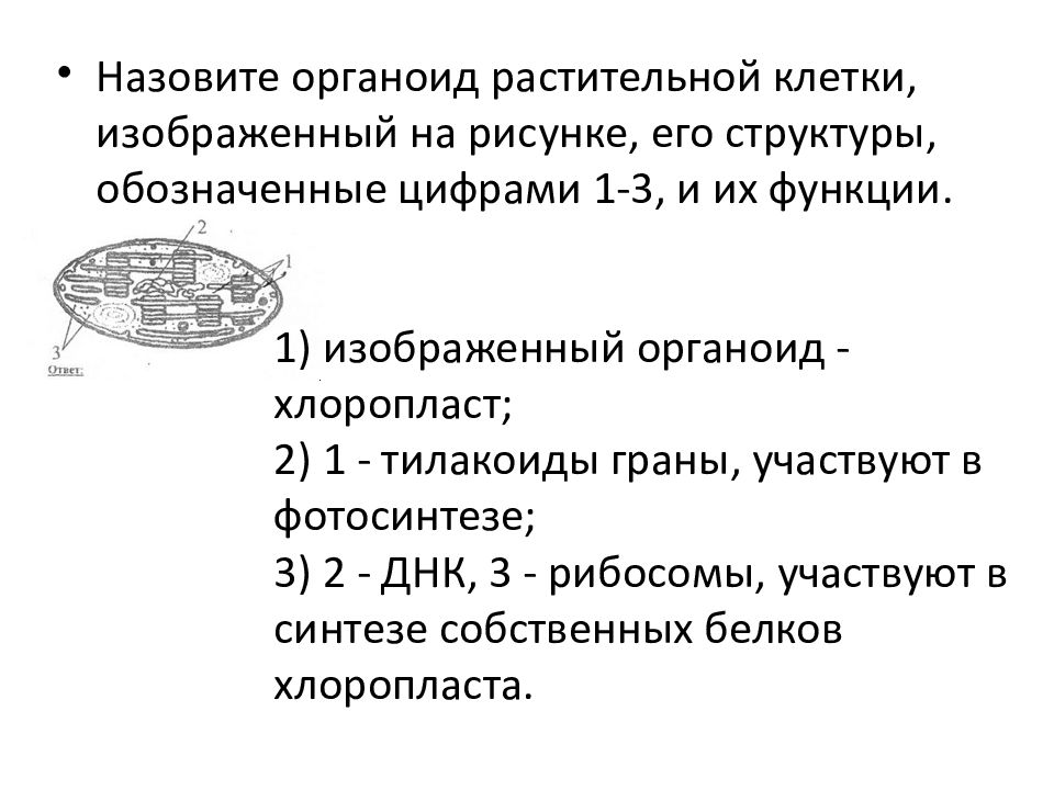 Назовите структуры обозначенные цифрами. Назовите органы растительной клетки. Назовите органоиды растительной клетки. Назовите органоид растительной клетки изображенный на рисунке. Назовите органоид растительной клетки изображенный.