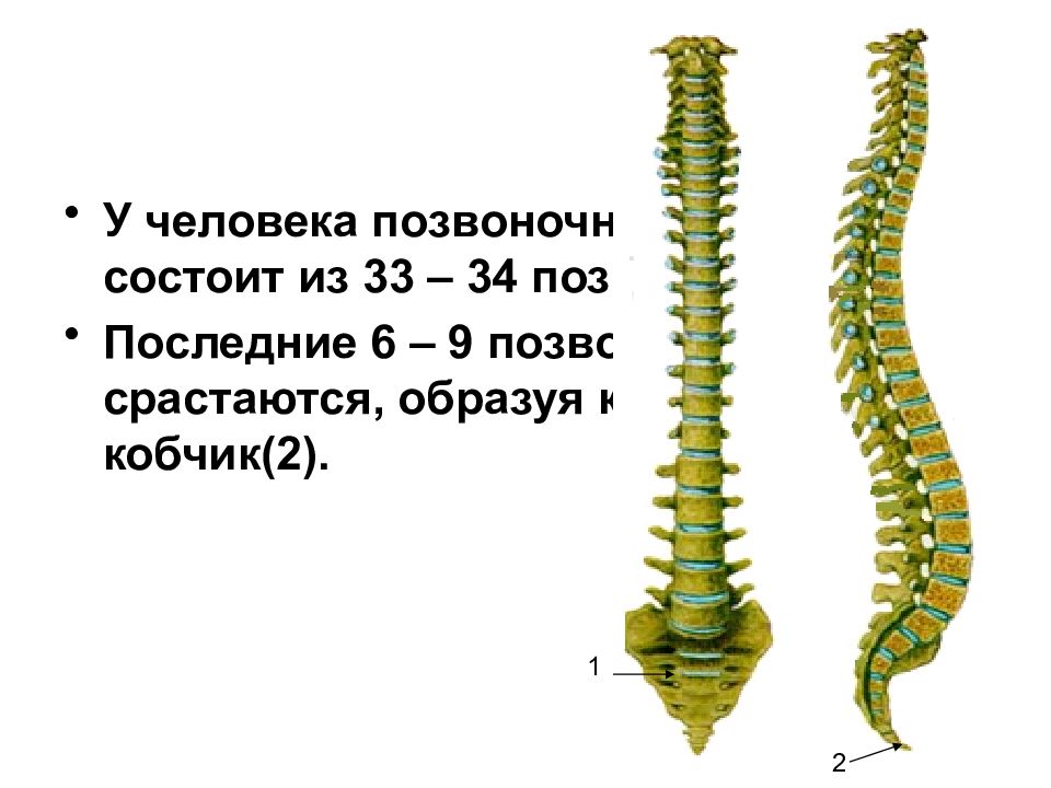 Туловище позвоночник. Скелет туловища Позвоночный столб. Скелет туловища позвоночник. Позвоночный столб человека. Позвоночник столб.