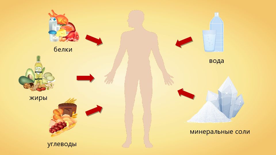 Витамины и минералы вода. Белки жиры углеводы витамины минералы вода. Жиры белки углеводы Минеральные соли вода. Белки, жиры, углеводы, витамины и Минеральные соли. Белки жиры углеводы вода Минеральные соли витамины.