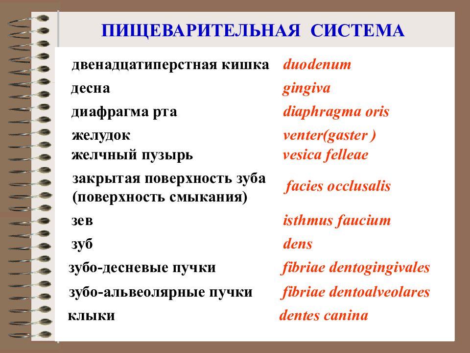 Термины на латыни. Анатомические термины на латыни. Латинские термины в анатомии. Анатомическая терминология латынь. Медицинские термины анатомия.