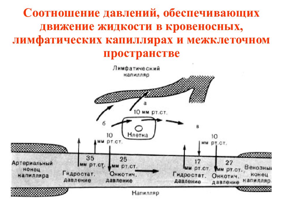 Обеспечивая движение. Движение жидкости в кровеносном русле. Межклеточное пространство строение и функции. Движение крови в капиллярах физиология. Обменные процессы в капиллярах.