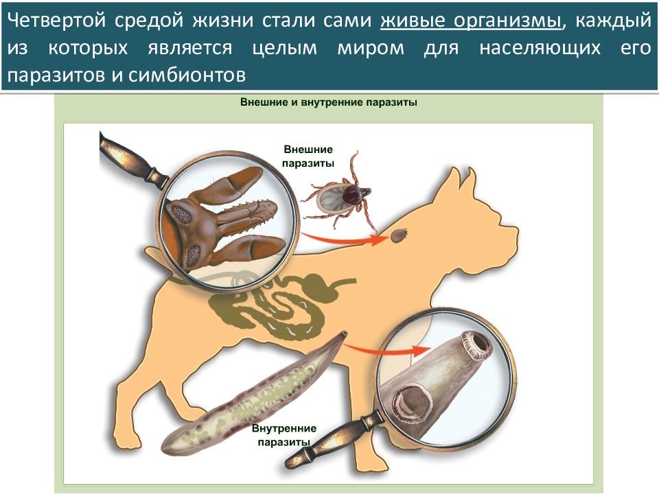 Организм паразит животного