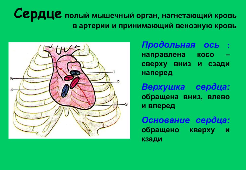 Края сердца. Верхушка сердца. Верхушка сердца обращена. Верхушка и основание сердца. Верхушка сердца расположена.