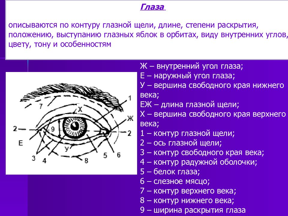 Глазная щель. Форма глазной щели криминалистика. Строение глаза криминалистика. Контур глазной щели криминалистика. Степень раскрытия глазной щели криминалистика.