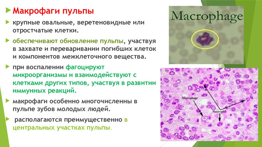 Макрофаги в тканях