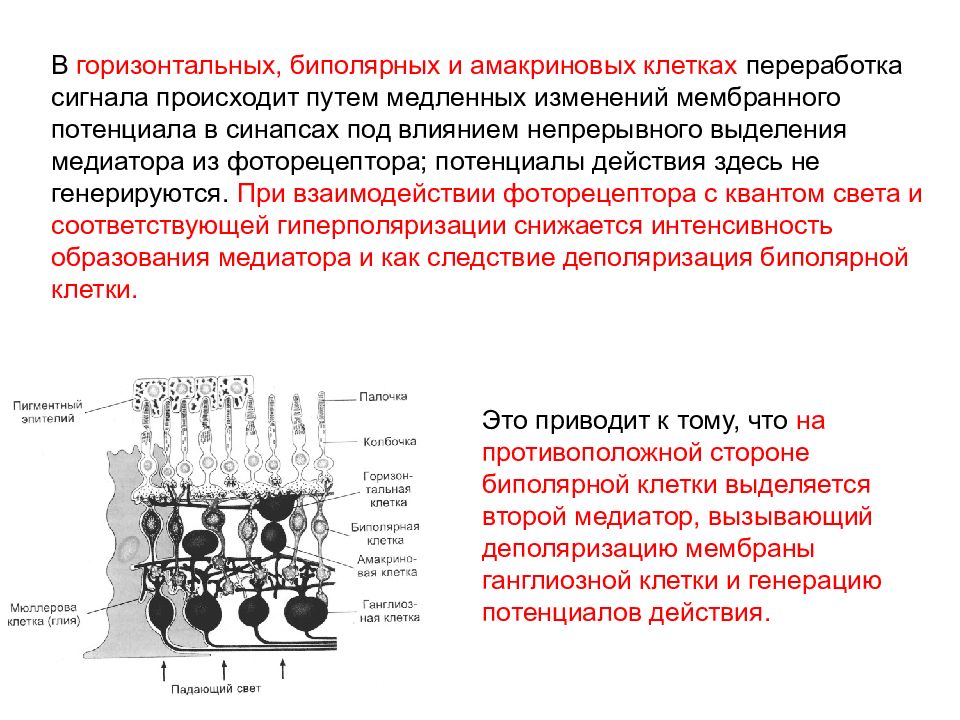 Схему фотохимических процессов возникающих в фоторецепторах при действии света и в условиях темноты