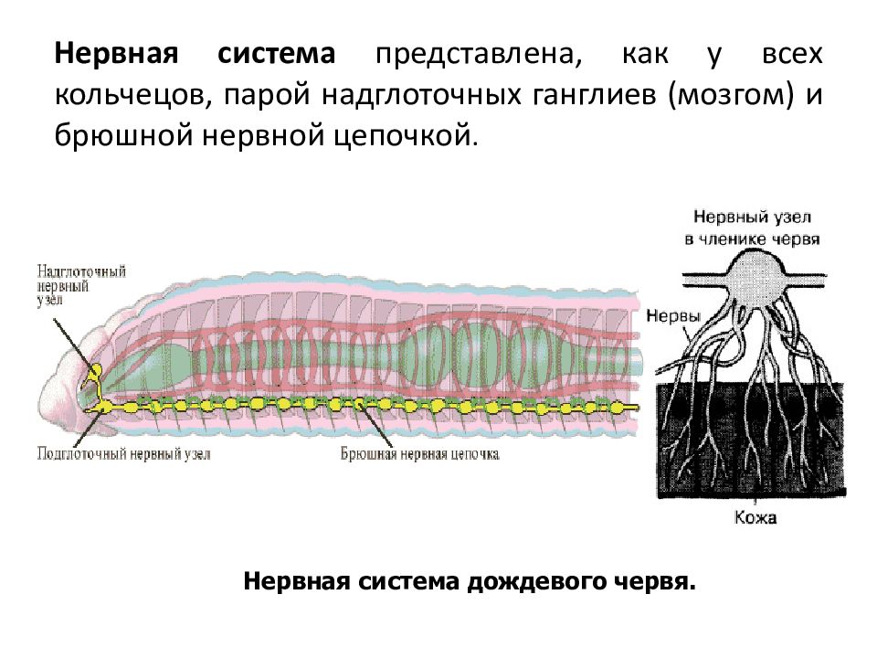 Брюшная нервная цепочка функции. Нервная система дождевого червя. Брюшная нервная цепочка. Нервная система членистоногих представлена брюшной нервной цепочкой. Брюшная нервная цепочка у червей.