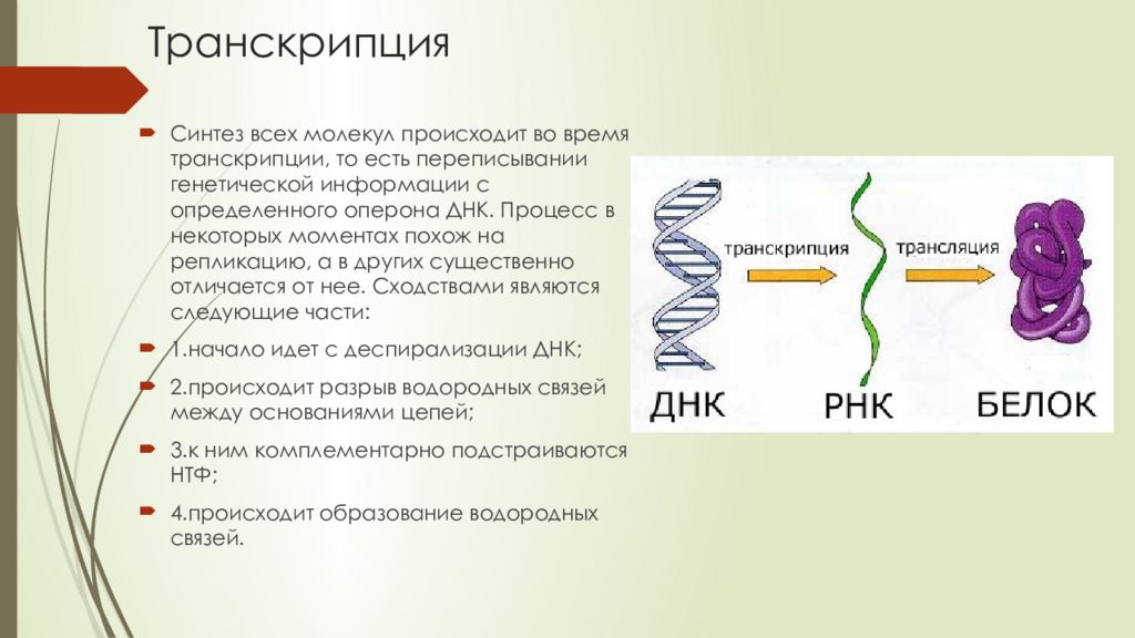 Днк участвует в биосинтезе рнк. Синтез белка транскрипция и трансляция. Синтез нуклеиновых кислот репликация и. Строение ДНК И РНК биология. Процесс транскрипции ДНК.