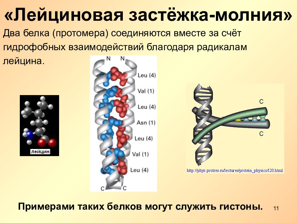 Выберите белок. Лейциновая застежка. Лейциновая молния. Цинковый палец и лейциновая молния. Лейциновая молния функция.