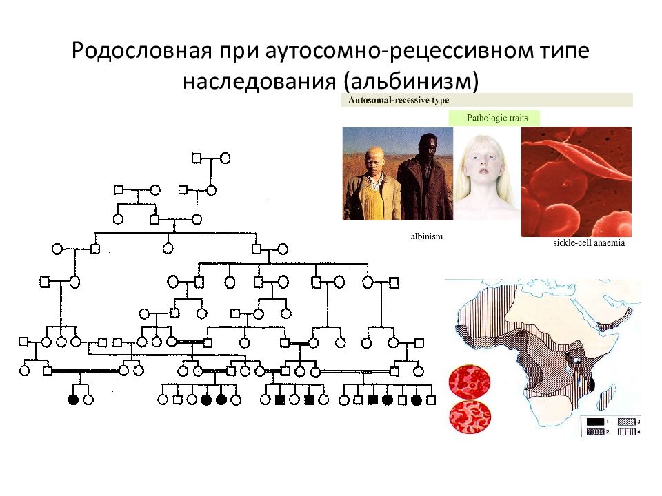 Генеалогический метод изучения генетики человека презентация