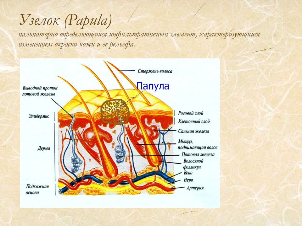 Элементы кожи. Морфологические элементы кожи папула. Морфологическая структура кожи.