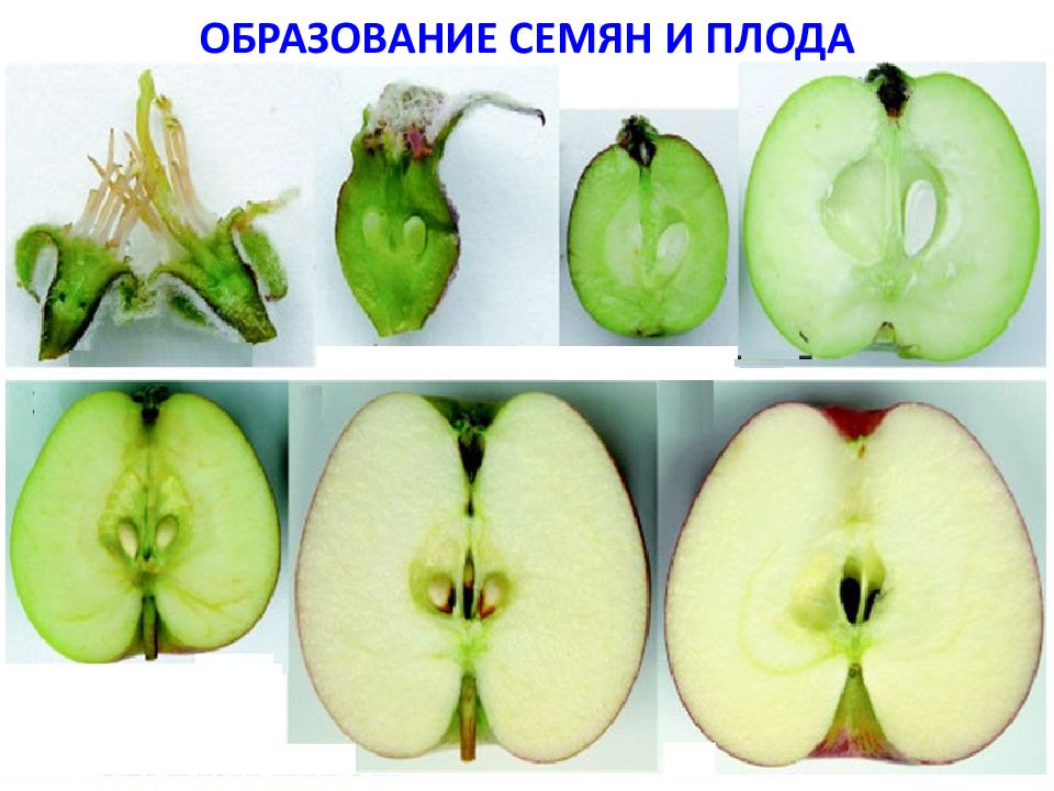 У плода на рисунке отмечены остатки груши