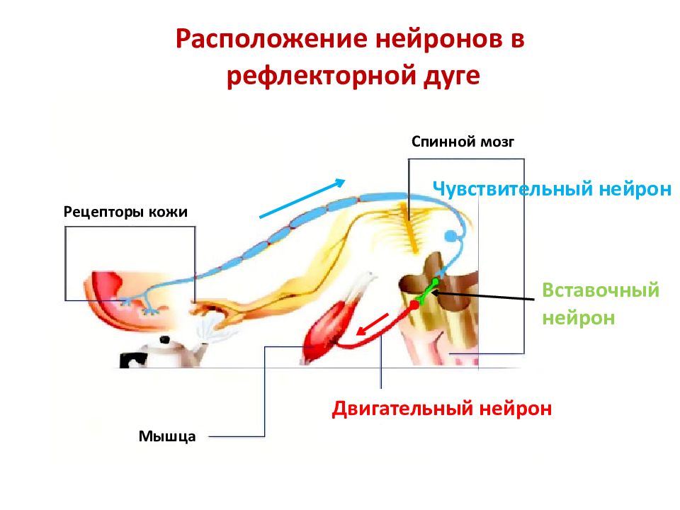 На схеме рефлекторной дуги вставочный нейрон обозначен цифрой