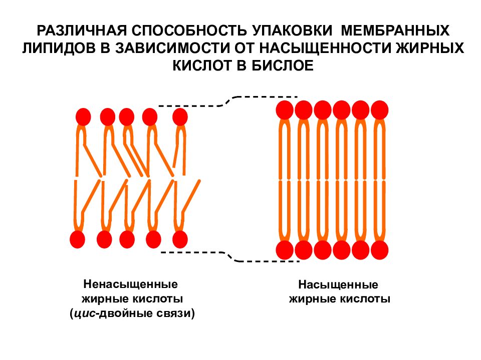 Кислоты мембраны. Ненасыщенные жирные кислоты в мембране. Ненасыщенные фосфолипиды в мембране. Ненасыщенные жирные кислоты в фосфолипиде. Липидный бислой способности.