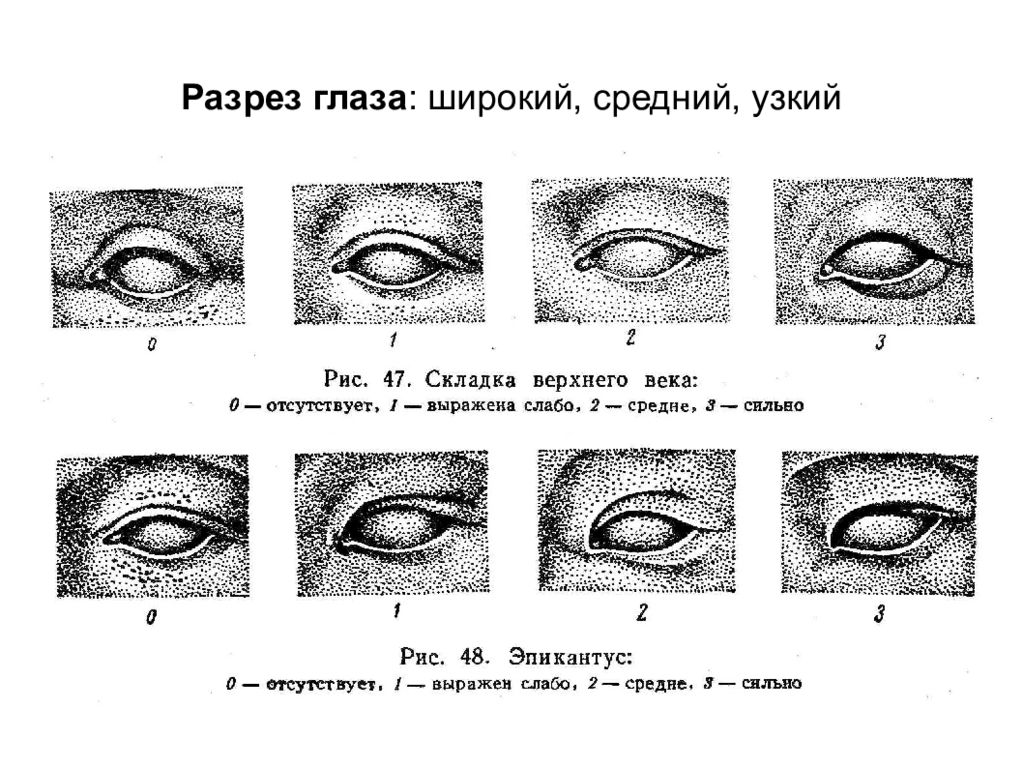 Какие есть формы глаз. Монголоидный разрез глаз рисунок. Типы разреза глаз. Глаз в разрезе. Названия разрезов глаз.