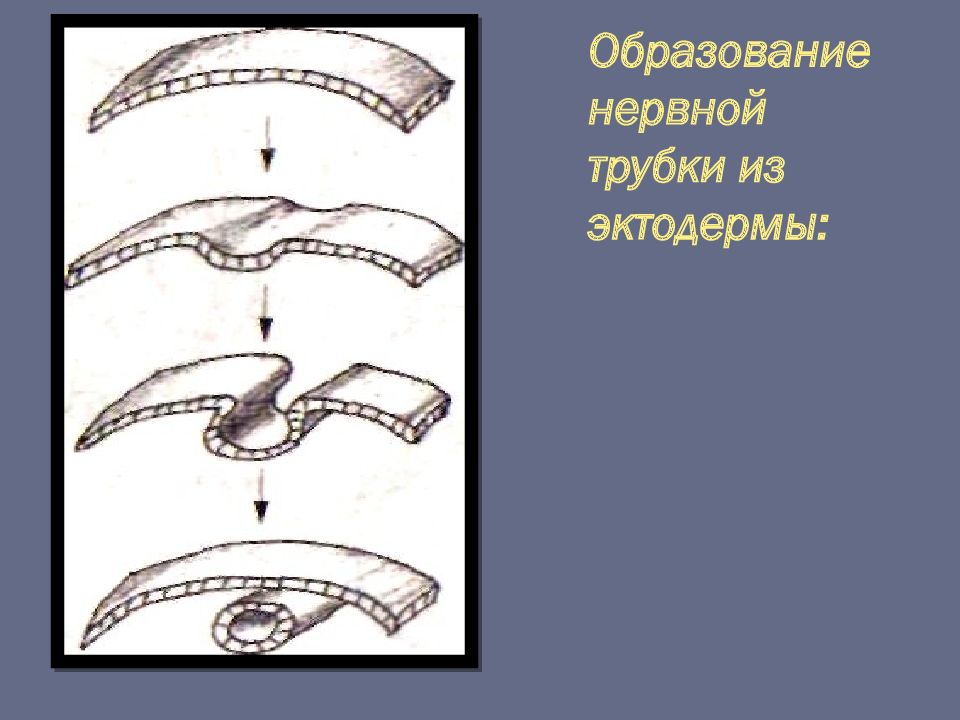 Нервная трубка. Стадии образования нервной трубки. Стадии и процесс образования нервной трубки. Последовательные стадии образования нервной трубки. Образование нервной трубки из эктодермы.