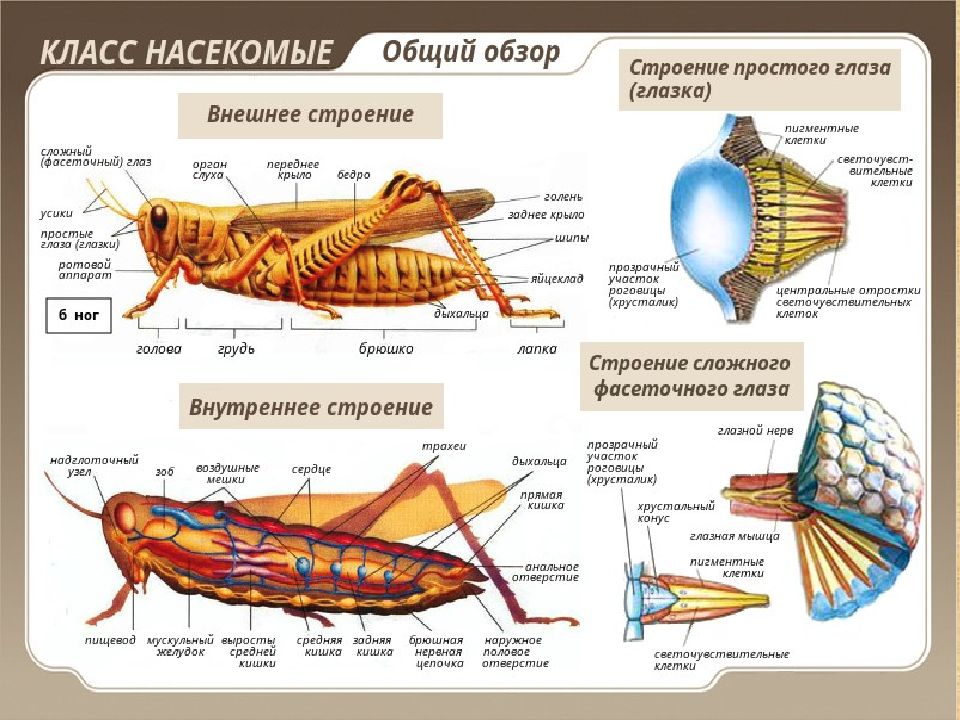 Система органов насекомых. Тип Членистоногие насекомые строение. Внутреннее строение насекомых 7 класс биология. Строение насекомого схема. Членистоногие насекомые внутреннее строение.