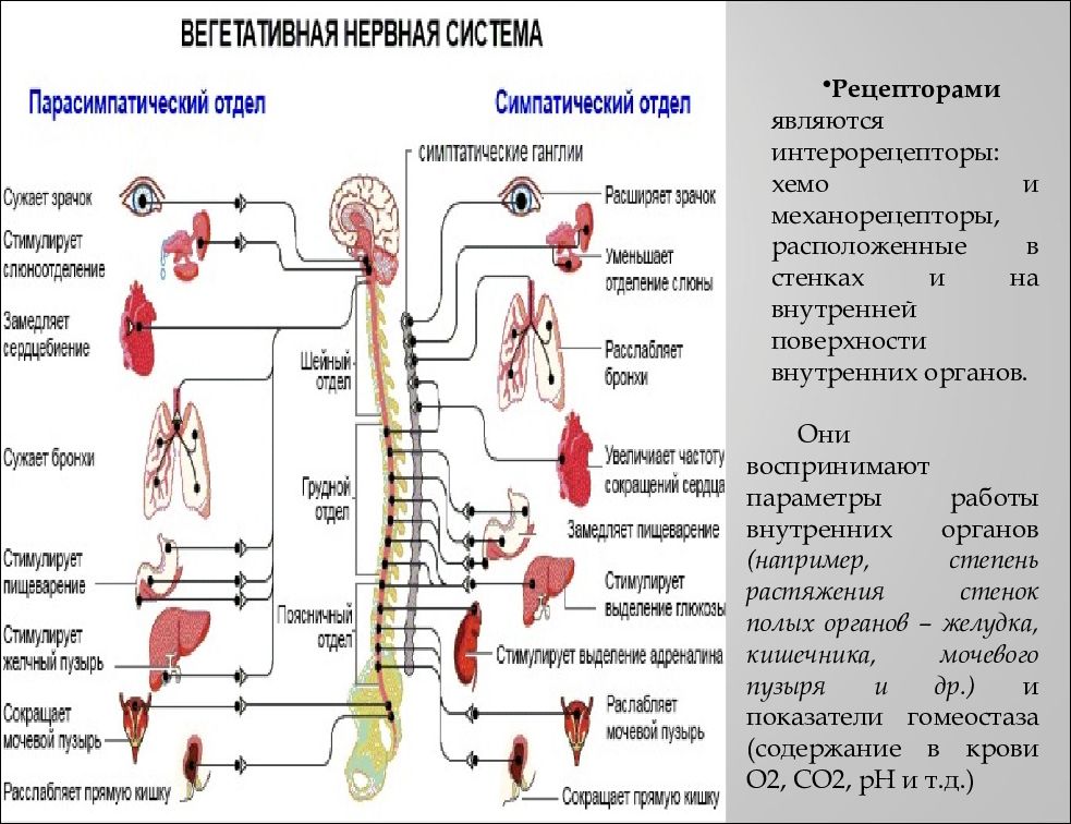 Вегетативная нервная система схема таблица