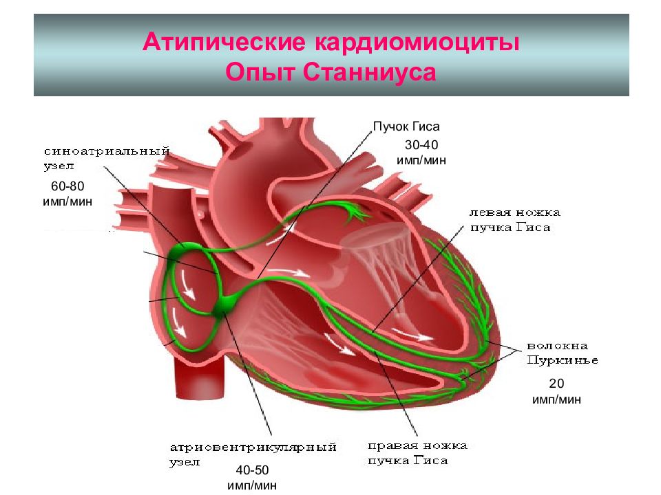 Кардиомиоциты. Опыт с лигатурами Станниуса. Проводящая система сердца это атипичные кардиомиоциты. Кардиомиоцит сердца физиология. Анализ проводящей системы сердца опыт Станниуса.