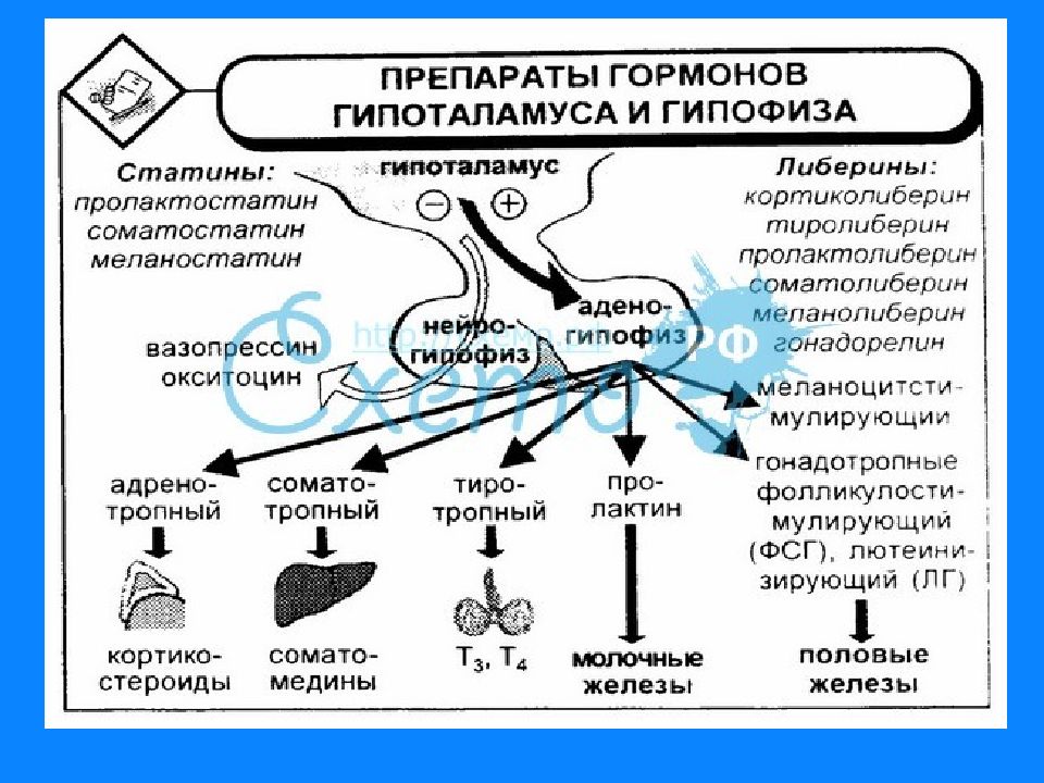 Гормоны гипоталамуса схема