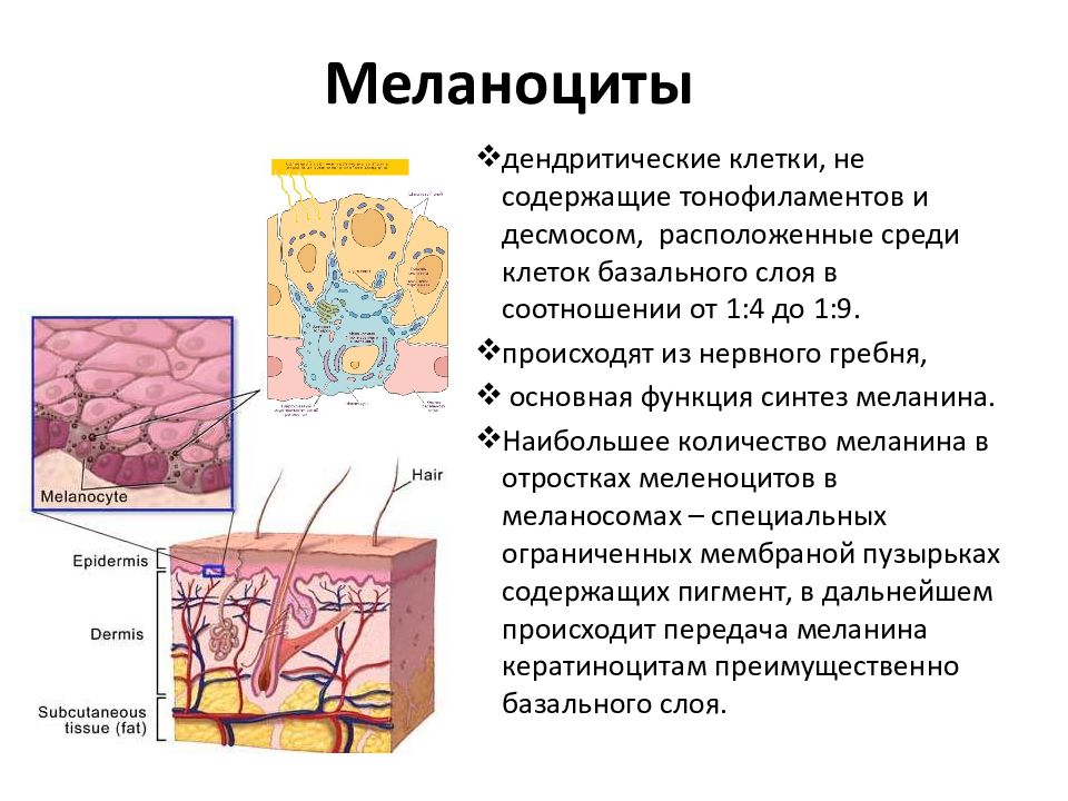 Меланоциты