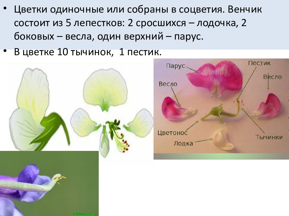 Цветок венчик зародыш какое понятие следует вписать. 5 Сросшихся лепестков и 5 сросшихся чашелистиков, 1 пестик, 5 тычинок. Венчик цветка состоит из лепестков. Сросшиеся лепестки венчика. Венчик состоит.