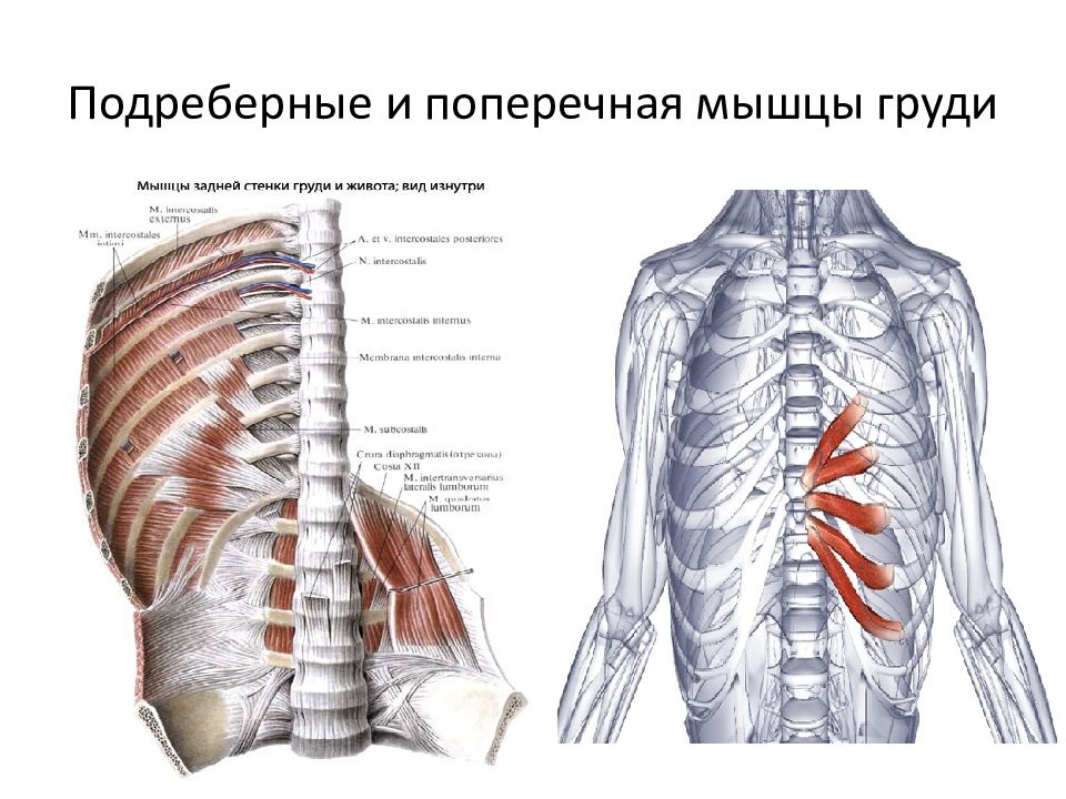 Поперечная мышца грудины.