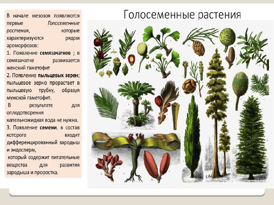 Название голосеменных растений. Первые Голосеменные растения. Голосеменные растения список. Описание голосеменных растений. Голосеменные растения доклад.