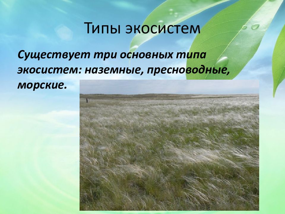 Искусственные сообщества агроэкосистемы и урбоэкосистемы. Типы агроэкосистем. Наземные экосистемы. Агроэкосистема и экосистема. Условия существования агроэкосистемы.