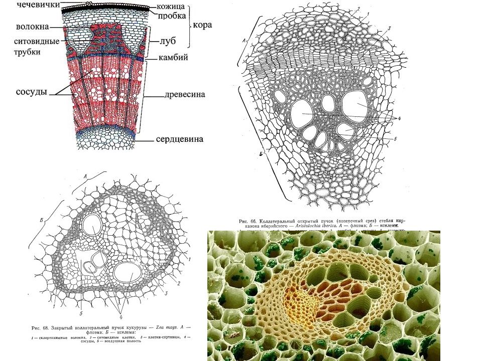 Сосуды и ситовидные трубки. Поперечный срез стебля бузины. Поперечный срез стебля традесканции. Образовательная ткань камбий покровная ткань. Поперечный срез черешка бегонии.