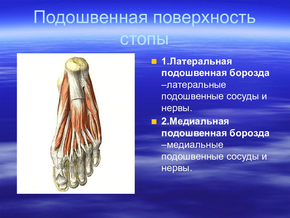 Топография конечностей